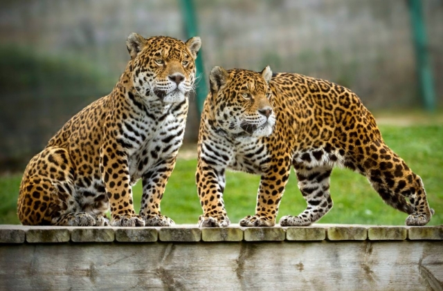 visita a nuestros felinos